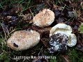 Leucopaxillus compactus-amf1245-1